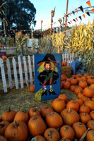 K at the pumpkin patch