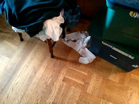 Playing with toilet paper, 2/6