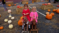 Horsies at the pumpkin patch.