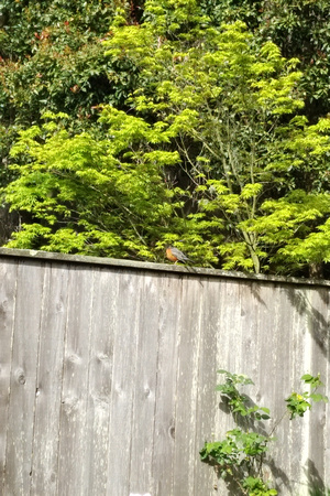A robin in the backyard