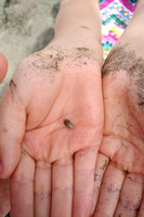 Holding a sand flea or something