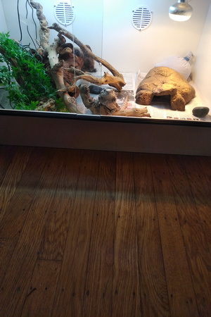 Waffles in her enclosure