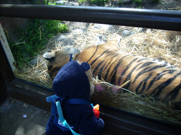 Checking out a tiger