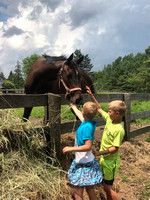 F and J feeding horses