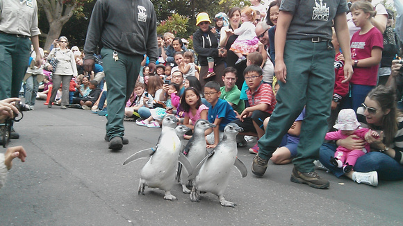 March of the baby penguins at the SF zoo.