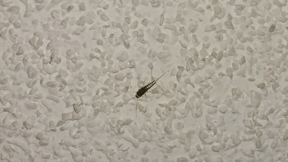 The things invading AJ's house.  I think they're mayfly larvae.