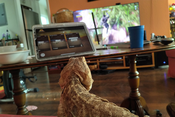 Waffles enjoying some TV with the family