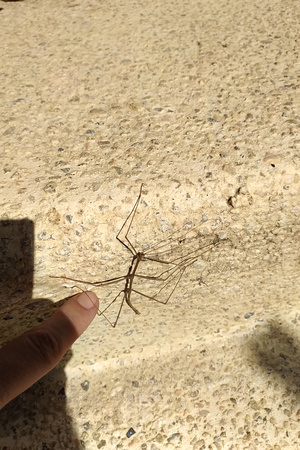 Absurdly large Mexican stick bug