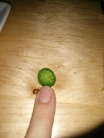 This is a jalapeno, with my (adult) finger for comparison.  K ate 8 of these at dinner tonight. -___-