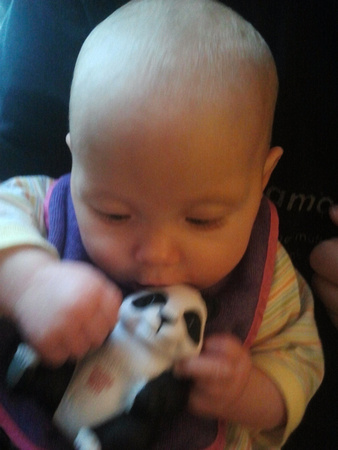 A baby trying to eat an EngineYard panda.