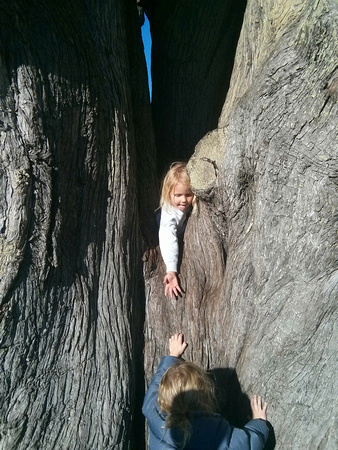 Playing in a big tree.