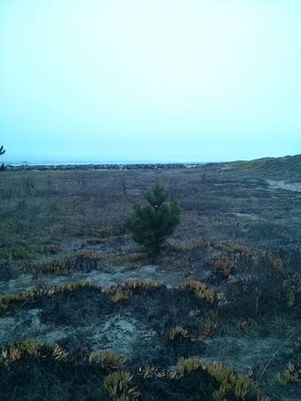 A tree with a single christmas ornament in the middle of a field near the beach.  Just ... what?