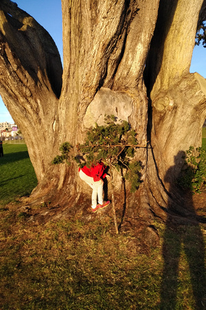F hiding behind baby tree